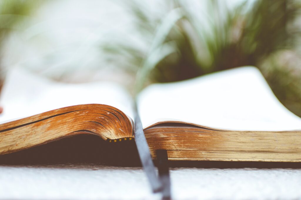 a book in front of a fern branch
